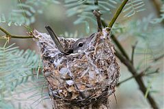 Bell's Vireo nesting at Texas, United States