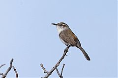 Bewick's Wren perching/standing at Texas, United States