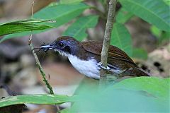 Bicolored Antbird foraging/eating at Panama