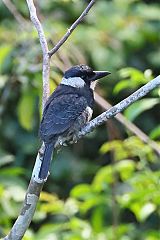 Black-breasted Puffbird perching/standing at Panama