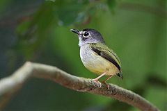 Black-capped Pygmy-Tyrant perching/standing at Panama