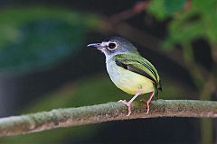 Black-capped Pygmy-Tyrant