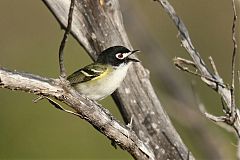 Black-capped Vireo calling/singing at Texas, United States