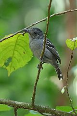 Black-crowned Antshrike perching/standing at Panama