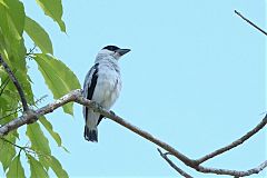Black-crowned Tityra perching/standing at Panama