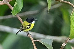 Black-headed Tody-Flycatcher