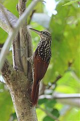 Black-striped Woodcreeper perching/standing at Panama