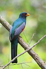 Black-tailed Trogon perching/standing at Panama