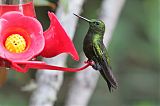 Birds in Focus - Photographer Bob Gress