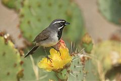 Black-throated Sparrow perching/standing at Texas, United States