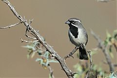 Black-throated Sparrow perching/standing at Texas, United States
