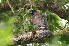 Black Hawk-Eagle foraging/eating at Panama