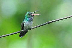 Blue-chested Hummingbird calling/singing at Panama