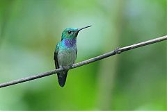 Blue-chested Hummingbird perching/standing at Panama