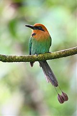 Broad-billed Motmot perching/standing at Panama