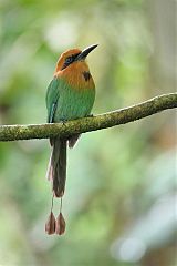 Broad-billed Motmot perching/standing at Panama