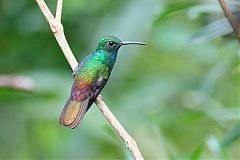 Bronze-tailed Plumeleteer perching/standing at Panama