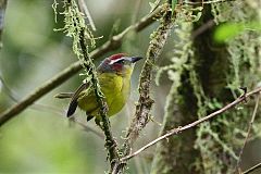 Brown-capped Tyrannulet