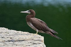 Brown Booby perching/standing at Missouri, United States