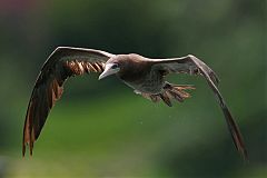 Brown Booby flying at Missouri, United States