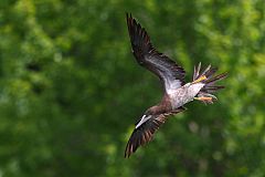 Brown Booby flying at Missouri, United States