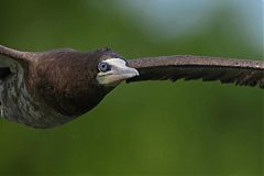 Brown Booby flying at Missouri, United States