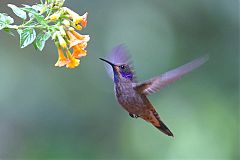Brown Violetear at Colombia