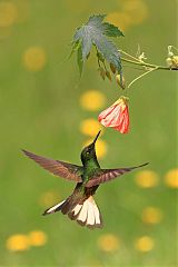 Buff-tailed Coronet flying at Caldas, Colombia