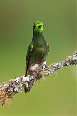 Buff-tailed Coronet at Caldas, Colombia
