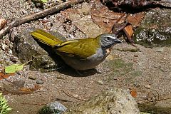 Buff-throated Saltator perching/standing at Panama