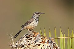 Cactus Wren perching/standing at Texas, United States