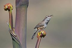 Cactus Wren perching/standing at Texas, United States