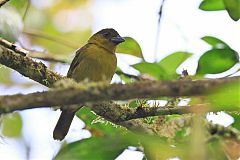 Carmiol's Tanager perching/standing at Panama