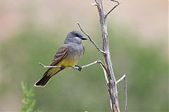 Cassin's Kingbird perching/standing at Texas, United States