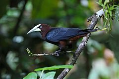 Chestnut-headed Oropendola perching/standing at Panama