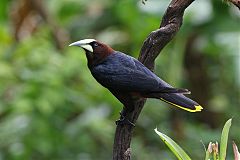 Chestnut-headed Oropendola perching/standing at Panama