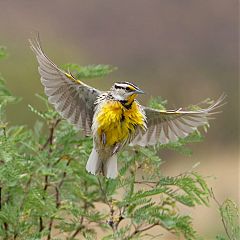 Chihuahuan Meadowlark flying at Texas, United States