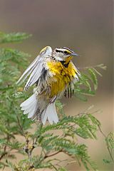 Chihuahuan Meadowlark flying at Texas, United States