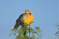 Chihuahuan Meadowlark perching/standing at Texas, United States