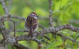 Birds in Focus - Photographer Bob Gress