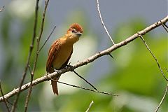 Cinnamon Becard perching/standing at Panama