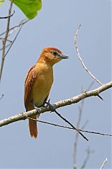 Cinnamon Becard perching/standing at Panama