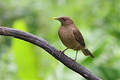 Clay-colored Thrush perching/standing at Panama