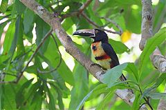 Collared Aracari perching/standing at Panama