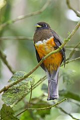 Collared Trogon perching/standing at Panama