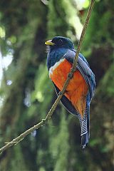 Collared Trogon perching/standing at Panama