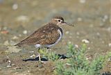 Birds in Focus - Photographer Bob Gress