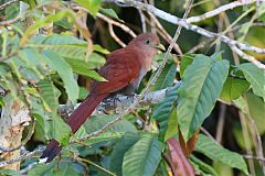 Common Squirrel-Cuckoo perching/standing at Panama