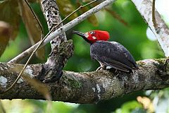 Crimson-crested Woodpecker perching/standing at Panama