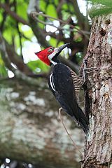 Crimson-crested Woodpecker perching/standing at Panama